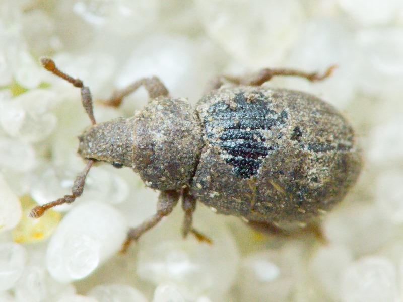 Trachyphloeus spinimanus Germar, 1824